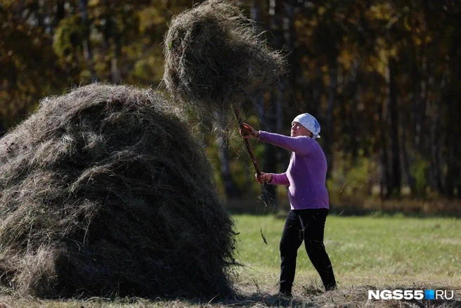 Осень&nbsp;— горячая пора на селе | Источник: Евгений Софийчук / NGS55.RU 
