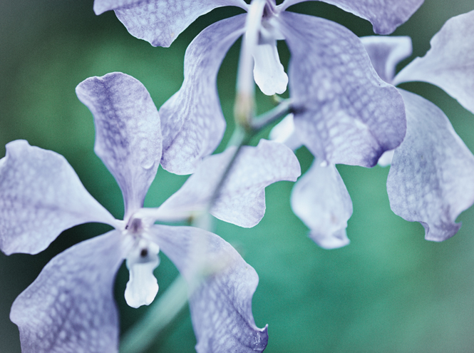 Самые дорогие косметические средства: Orchidee Imperiale от Guerlain