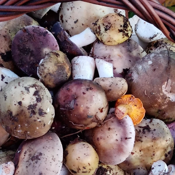 Источник: Людмила Буздалова / «Уральский ЯжеГрибник» / Vk.com