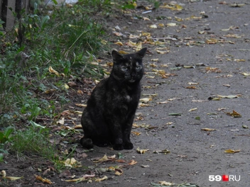 Корреспондент не смог удержаться и погладил местного кота. За это хвостатый немного попозировал | Источник: Кирилл Хафизов / 59.RU