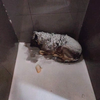 Скандал вокруг «Додо Пиццы»: курьера уволили за помощь бездомной собаке — реакция компании