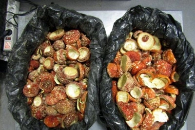 Жителей Нарвы ловили на вывозе мешков с мухоморами