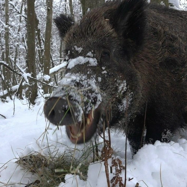 Источник: Каждой твари по паре / Telegram
