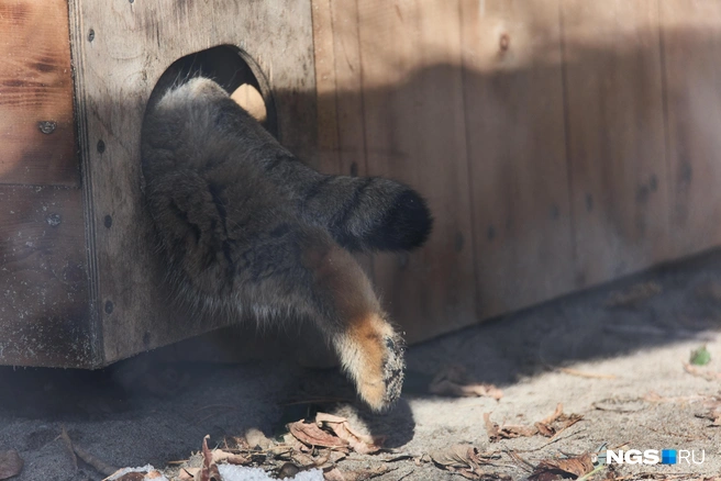 Манулы могут часами сидеть в домиках, если не хотят общаться с посетителями | Источник: Александр Ощепков / NGS.RU