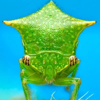 Подведены итоги ежегодного конкурса фотографий насекомых Королевского энтомологического общества: полюбуйтесь на 15 лучших снимков