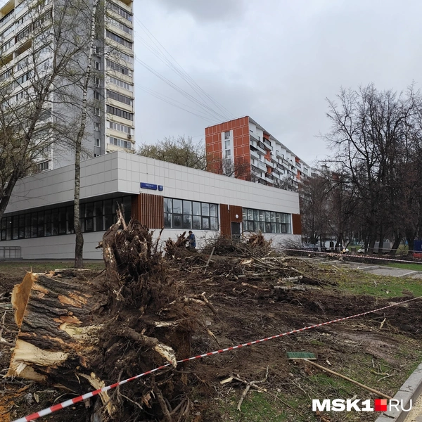И еще вырубленные деревья на Липецкой улице вблизи стройплощадки одноименной станции метро | Источник: Игорь Мещанев / MSK1.RU