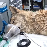 Русский по крови: в Корее молодой волк сбежал из зоопарка и стал звездой