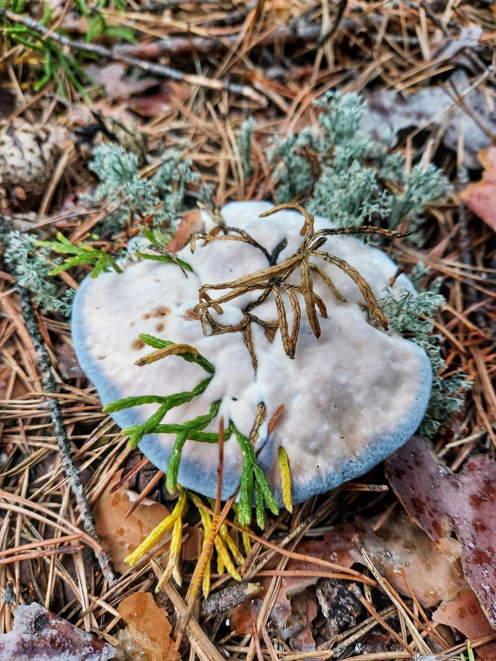 Источник: Кристина Редикульцева