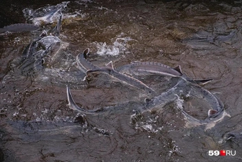 Перед кормежкой осетры плывут поближе к поверхности. Для нас их приподняли с помощью сетей. После обеда они снова уплыли на дно | Источник: Тимофей Калмаков / 59.RU 