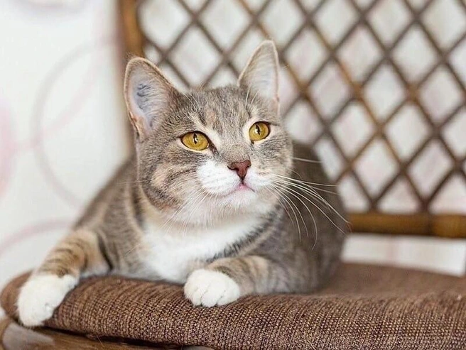 Челси не любит оставаться дома одна | Источник: Фото: группа «Кошки в дар» в Новосибирске