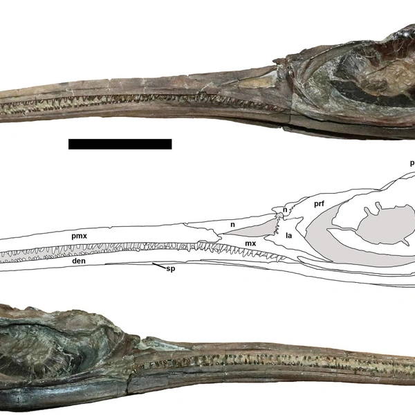 Источник: Papers in Paleontology