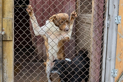 Uzlovsky District announces major contract for stray animal capture