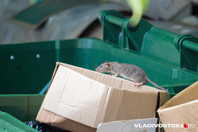 Основными мерами профилактики ГЛПС считаются своевременная дератизация и соблюдение правил личной гигиены | Источник: Елена Буйвол / VLADIVOSTOK1.RU
