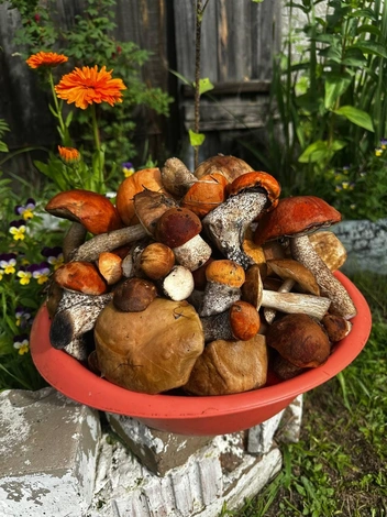 Это собрали в Смоленке | Источник: читатель «Чита.Ру»