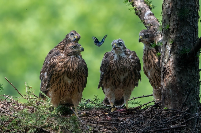 Источник: Ming Chen / Nature’s Best Photography Awards 2025