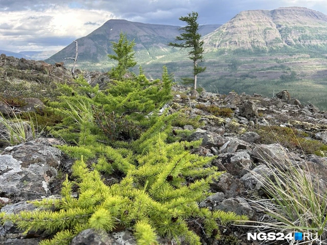 Местная флора | Источник: Алексей Тайганавт / NGS24.RU
