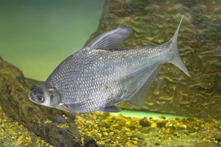 Живые воды Янцзы: запрет рыболовства помог восстановить популяцию редких обитателей крупнейшей реки Китая