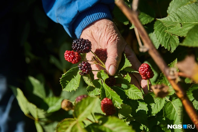 Ягода хорошо вызревает при внимательном уходе | Источник: Александр Ощепков / NGS.RU