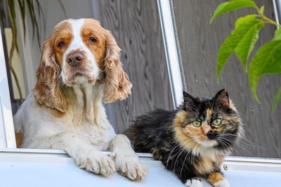 Татарстан может ввести нормы по количеству животных в квартире