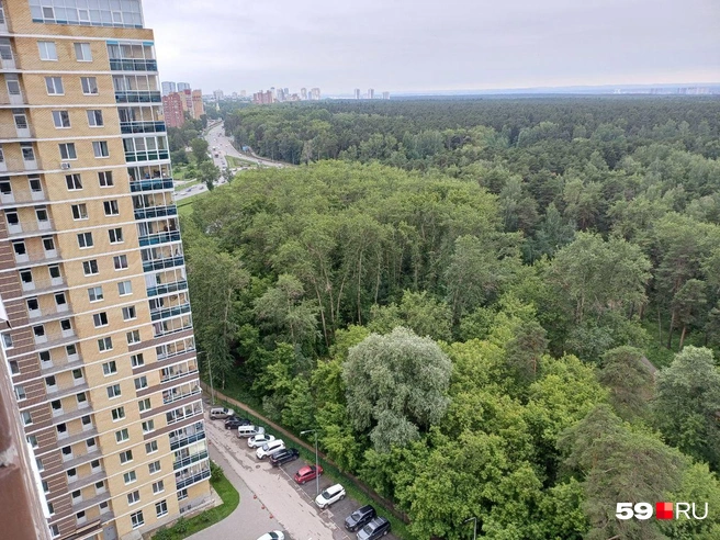 Сверху видно образующуюся в лесу просеку | Источник: Читатель 59.RU 