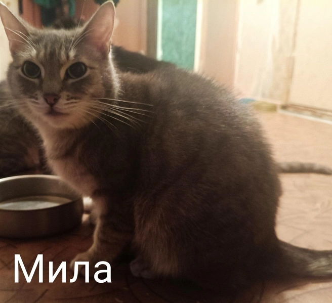 Источник: «Помощь бездомным животным г. Полярные Зори!» / Vk.com