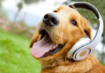 Ученые выяснили отношение собак к музыке
