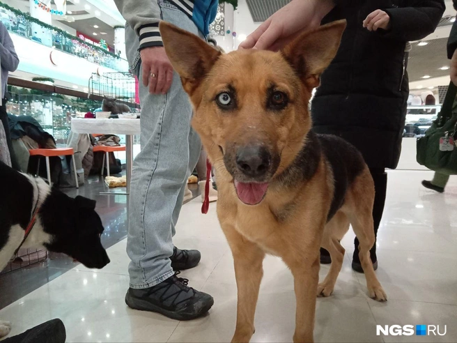 А это Мэгги. У нее гетерохромия&nbsp;— один глаз голубой, а второй карий. | Источник: Рихарда Лем / NGS.RU