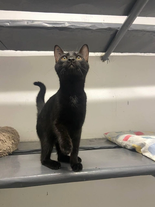 Лума отлично поладит с детьми: она любит играть и общаться | Источник: Котейня «ЧуКОТка» | котокафе Самара / Vk.com