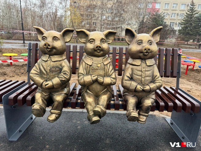 Поросята очень любят Волжский | Источник: читатели V1.RU