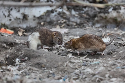 Упитаны и довольны: колония крыс на мусорке в центре Новосибирска