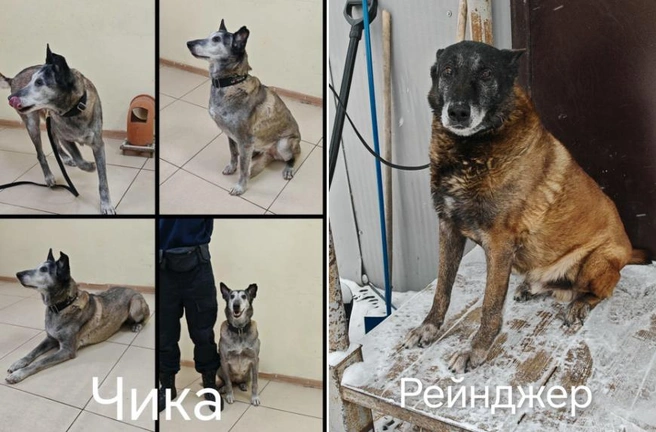 Малинка — очень умная порода | Источник: Аэропорт «Якутск» / T.me
