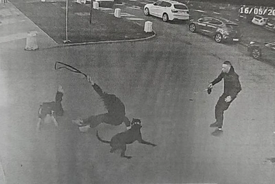 Питбуль Бес стал добрым после конфискации, хозяин осуждён