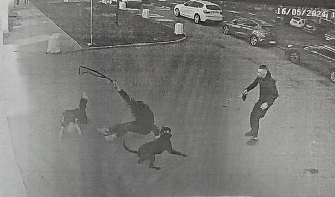 Питбуль по кличке Бес теперь добрый. Петербуржец получил срок за «фас»