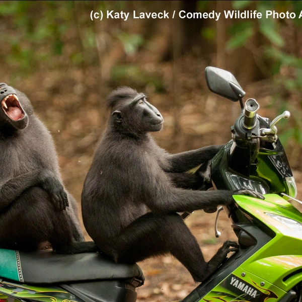 «Мадемуазель, позвольте вас прокатить» | Источник: Katy Laveck / Comedy Wildlife Photography Awards 2017
