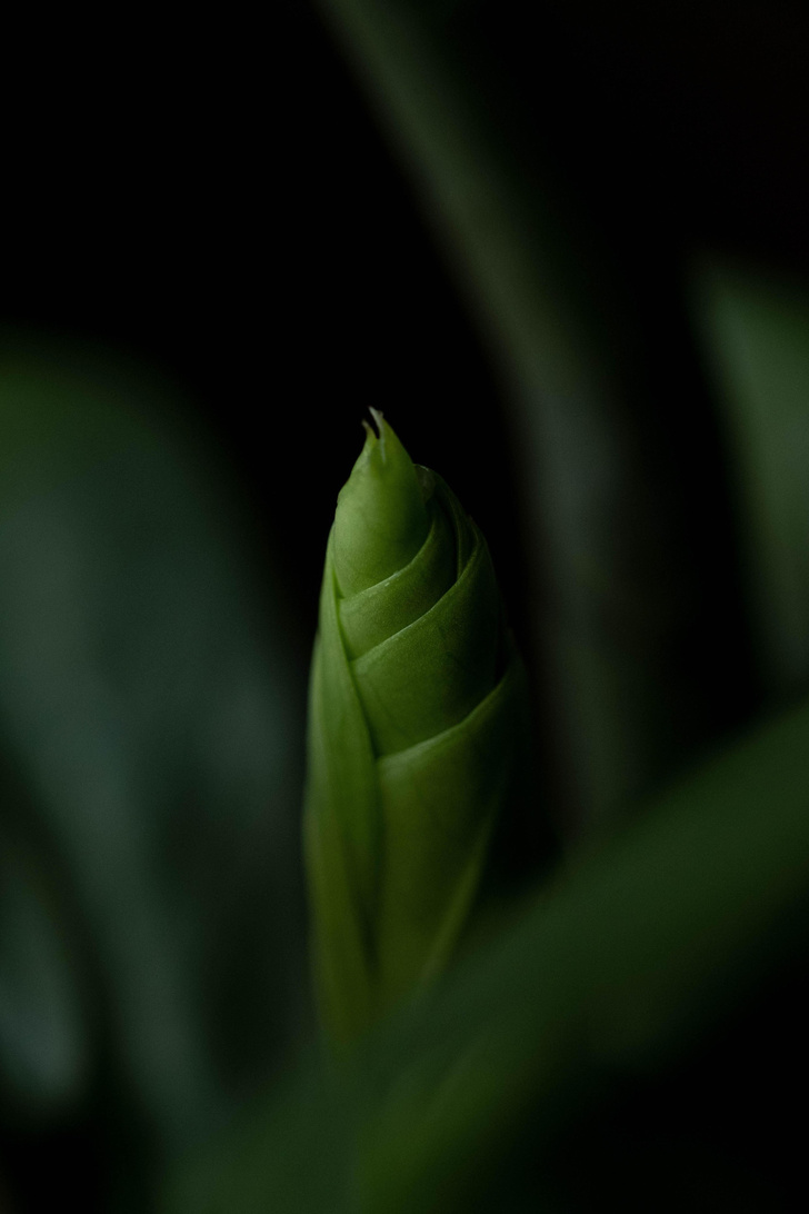 Замиокулькас: все, что вам нужно знать об этом красивом растении