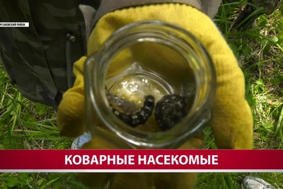 В корсаковских лесах одна бабочка шелкопряда откладывает до 600 яиц