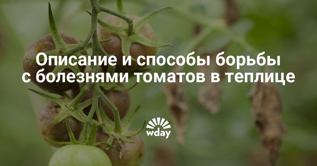 Болезни томатов в теплице описание фото