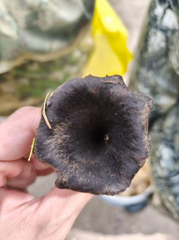 Такой маленький ворончик | Источник: Читатель NGS24.RU 