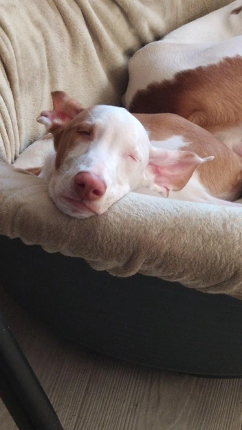 Есть у них общее увлечение на двоих: как следует поспать. И подольше | Источник: личный архив Надежды Купченко