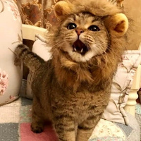 Аватарка Котяра