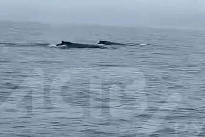 У Итурупа сняли на видео двух китов