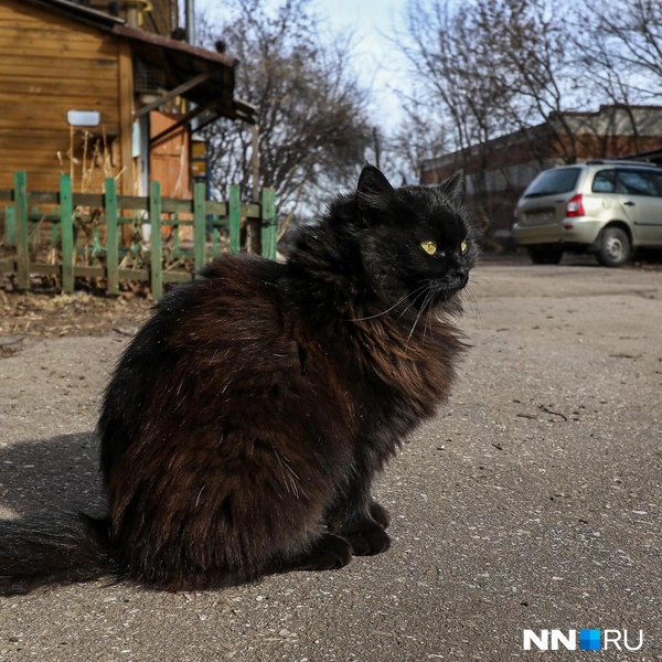 Черная тучка греется на солнце | Источник: Наталья Бурухина / NN.RU