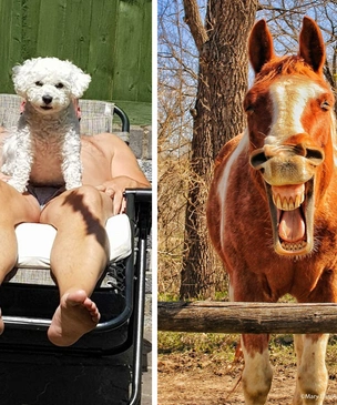 Самые смешные фотографии домашних питомцев — победители конкурса Comedy Pet Photo Awards-2021