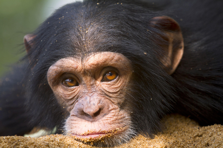 Болеют ли обезьяны СПИДом?