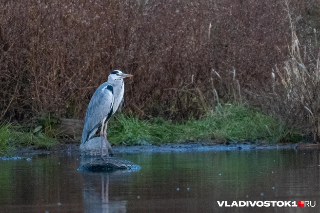 Источник: Елена Буйвол / VLADIVOSTOK1.RU