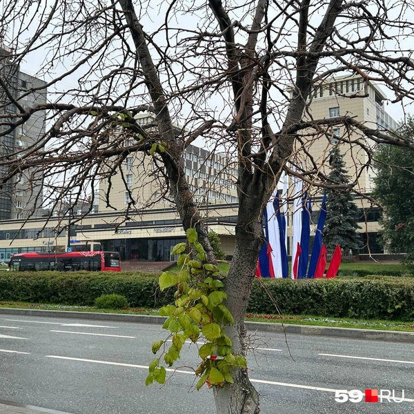 Кадр с более близкого расстояния | Источник: Александра Куляпина / 59.RU