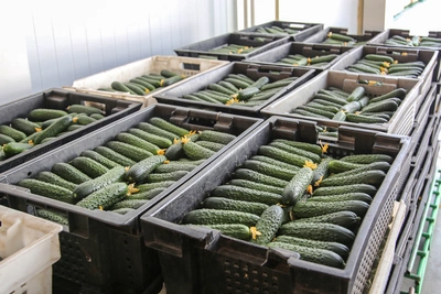 Цена огурцов в Башкирии выросла на 42% за январь