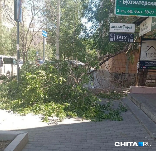 Дерево перегородило дорогу | Источник: очевидец