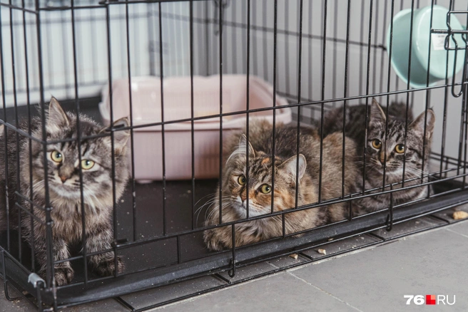 Часть животных из центра берут под опекунство неравнодушные люди | Источник: Артем Бауман / 76.RU
