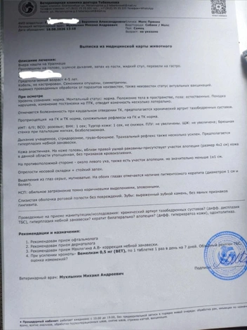 Волонтеры показали пса врачу | Источник: «Мопсодом»